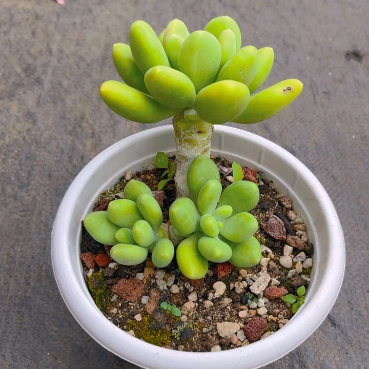 金蝉多肉植物9 7 3