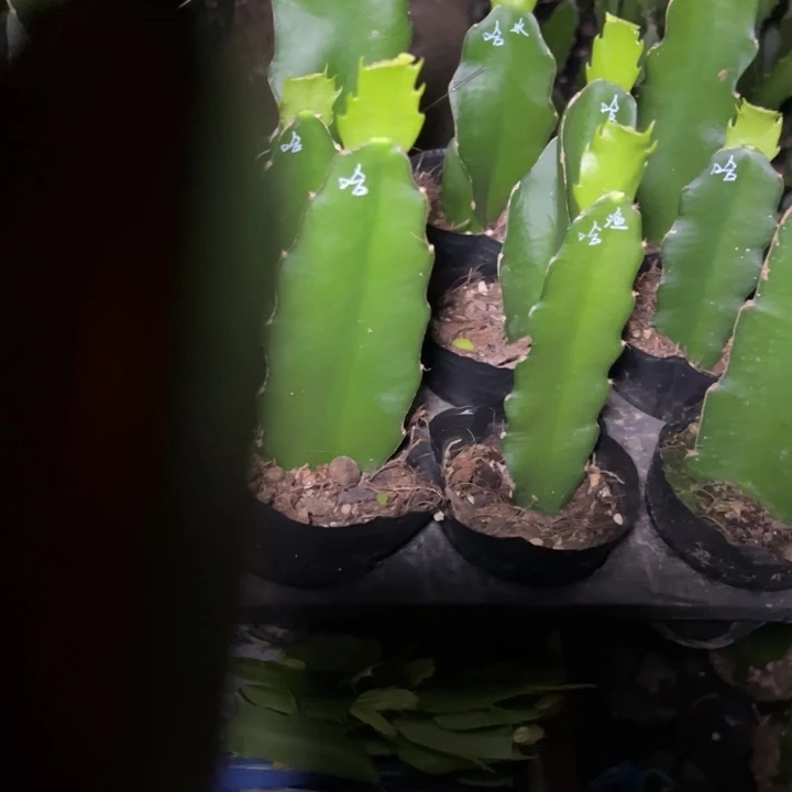 普***～红桑巴叶片嫁接用