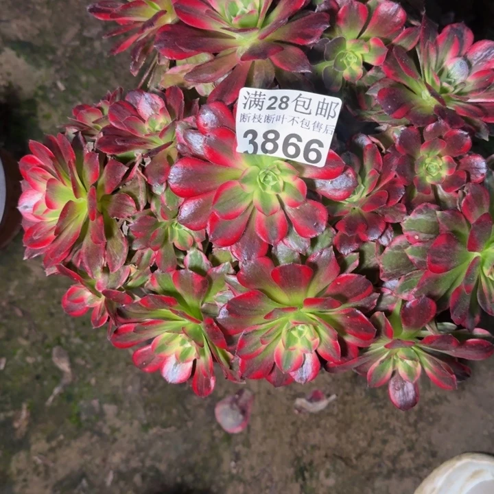 3866安娜多肉植物