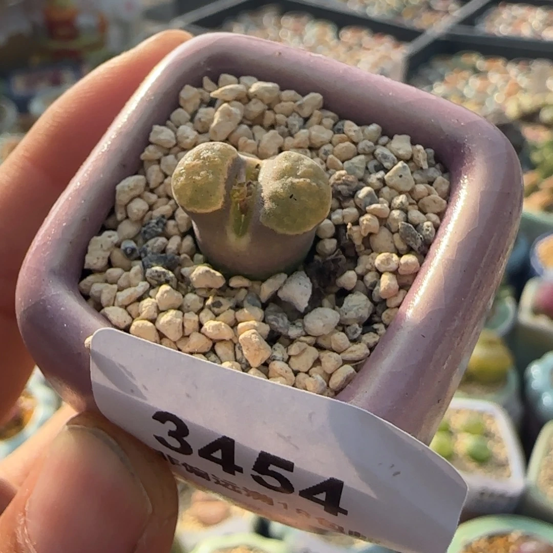 3454--一物一拍 带盆