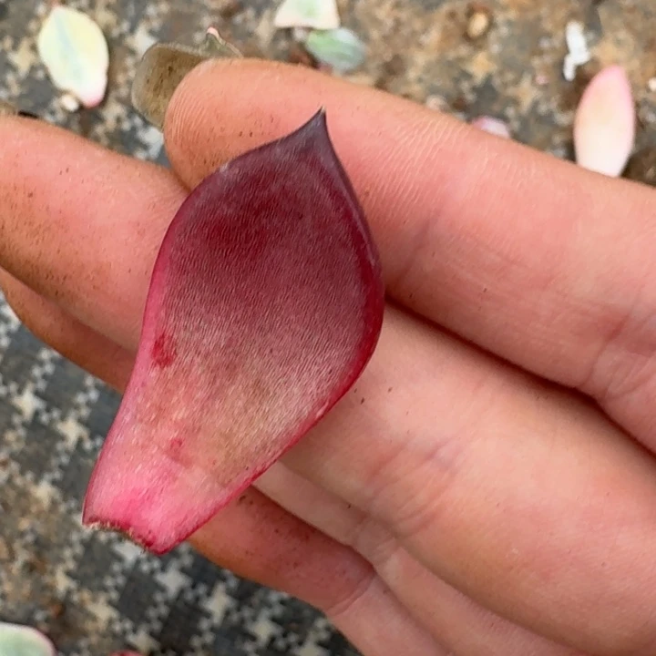 罗密欧叶片一物一拍