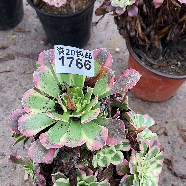 1766 一颗法师多肉