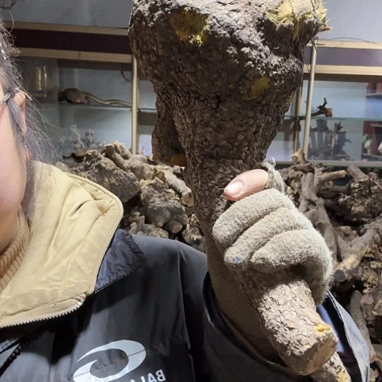 香榧木航*扬火琉璃的故事毛料，播摆件