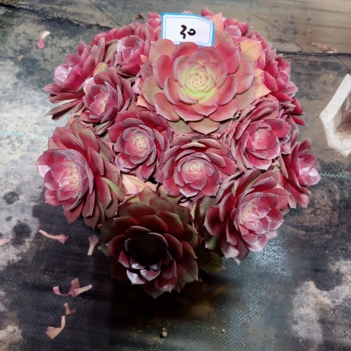 30老庄多肉法师桃花石