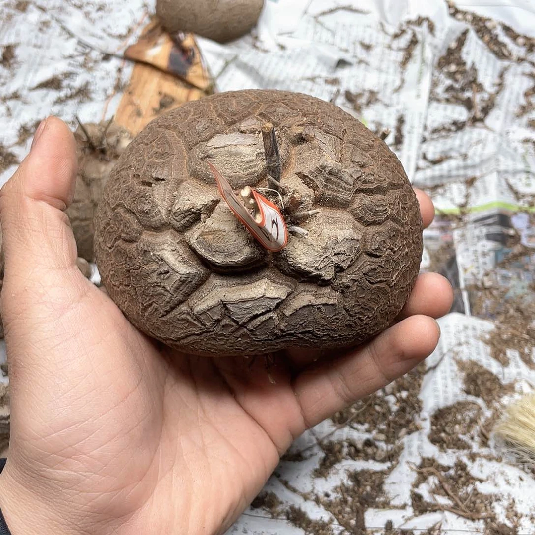 龟甲龙一物一拍2082号10.7cm