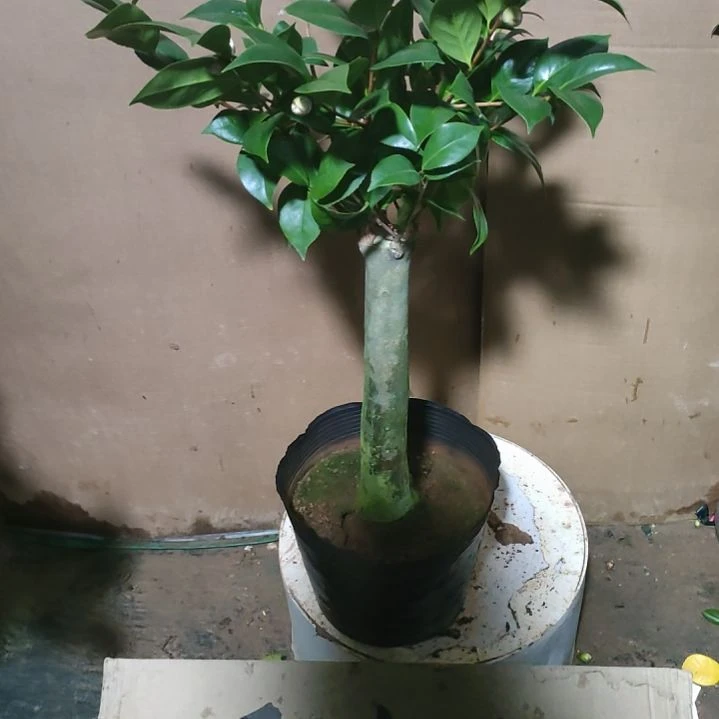 887三品，原盆原土发货，不包邮