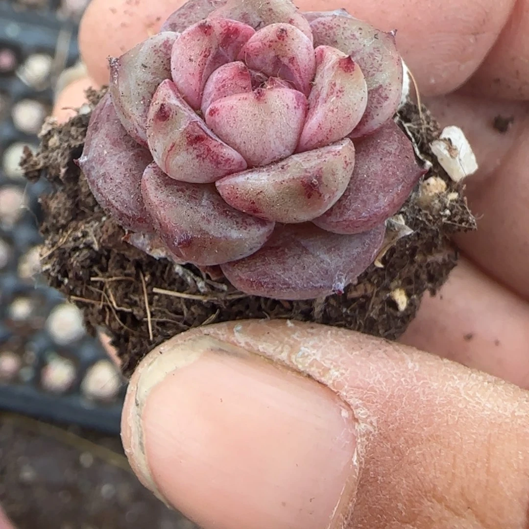 多肉小卡拉米糖心一物一拍