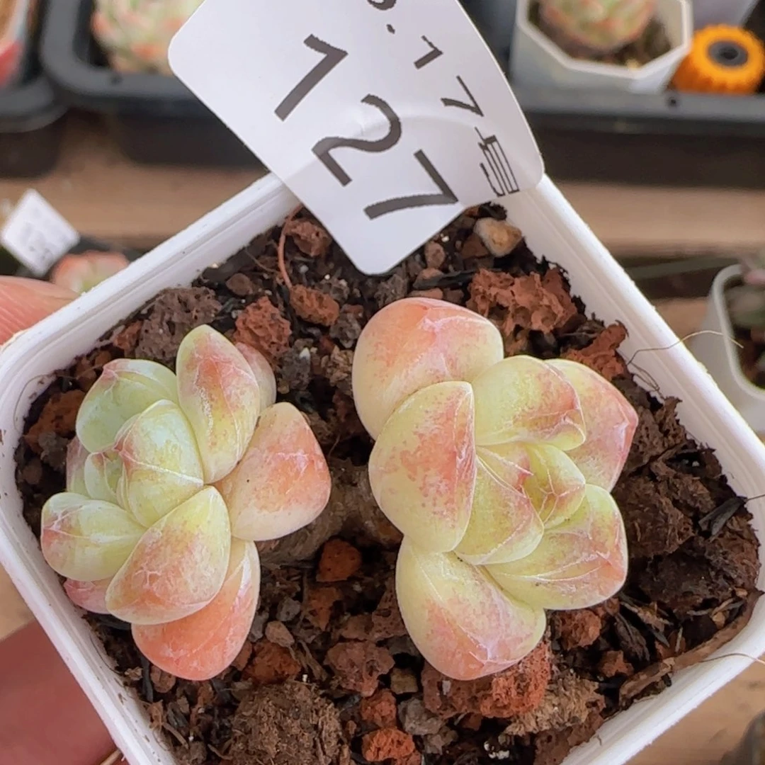 冰玉双头老桩一颗