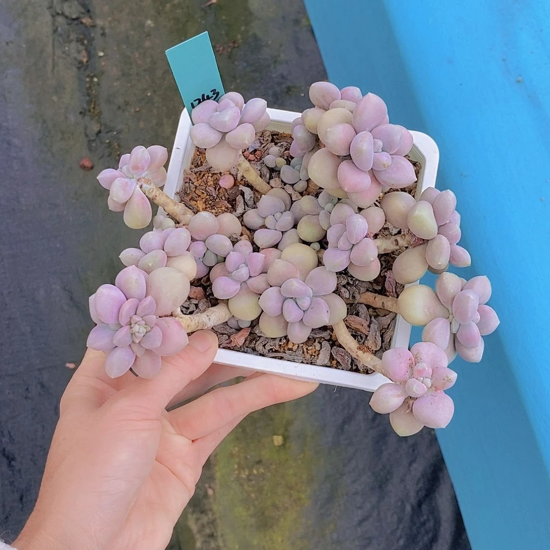 金*子1243多肉植物老桩