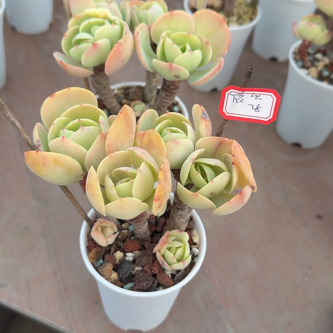 依***然鸡蛋碧桃多肉植物两颗