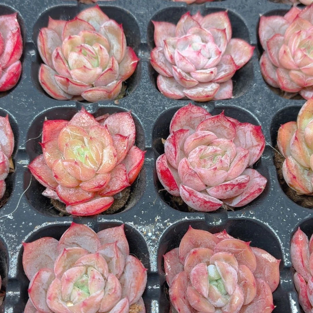 蔓越莓多肉9.9包邮发货