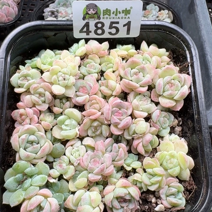 多肉植物多肉植物