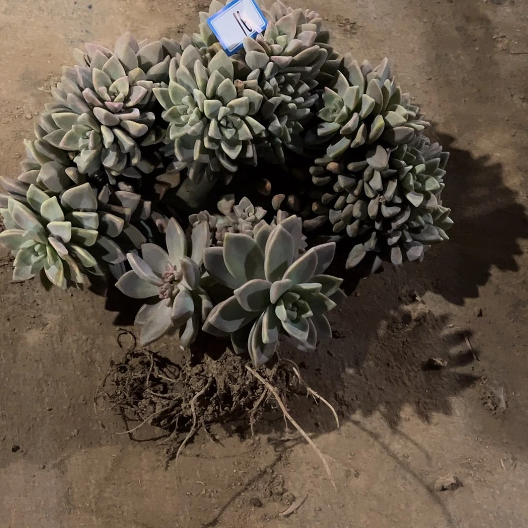 可***⊙16号淡雪缀化一物一拍