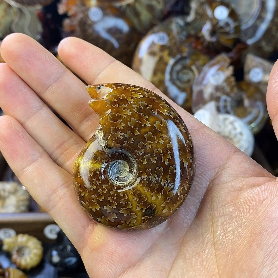 天然大海螺化石碧玺（处理）