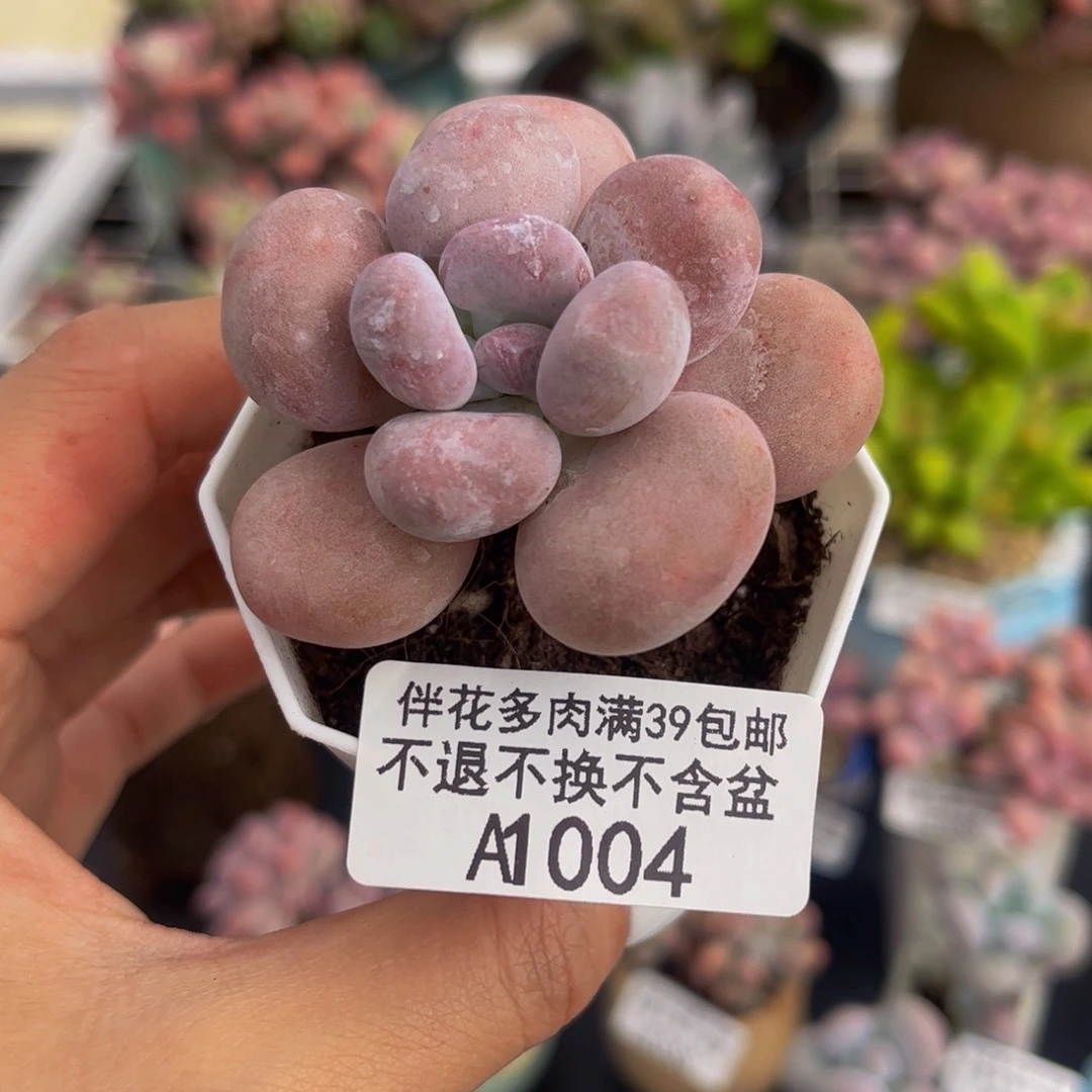 004-橙雪球多肉4cm