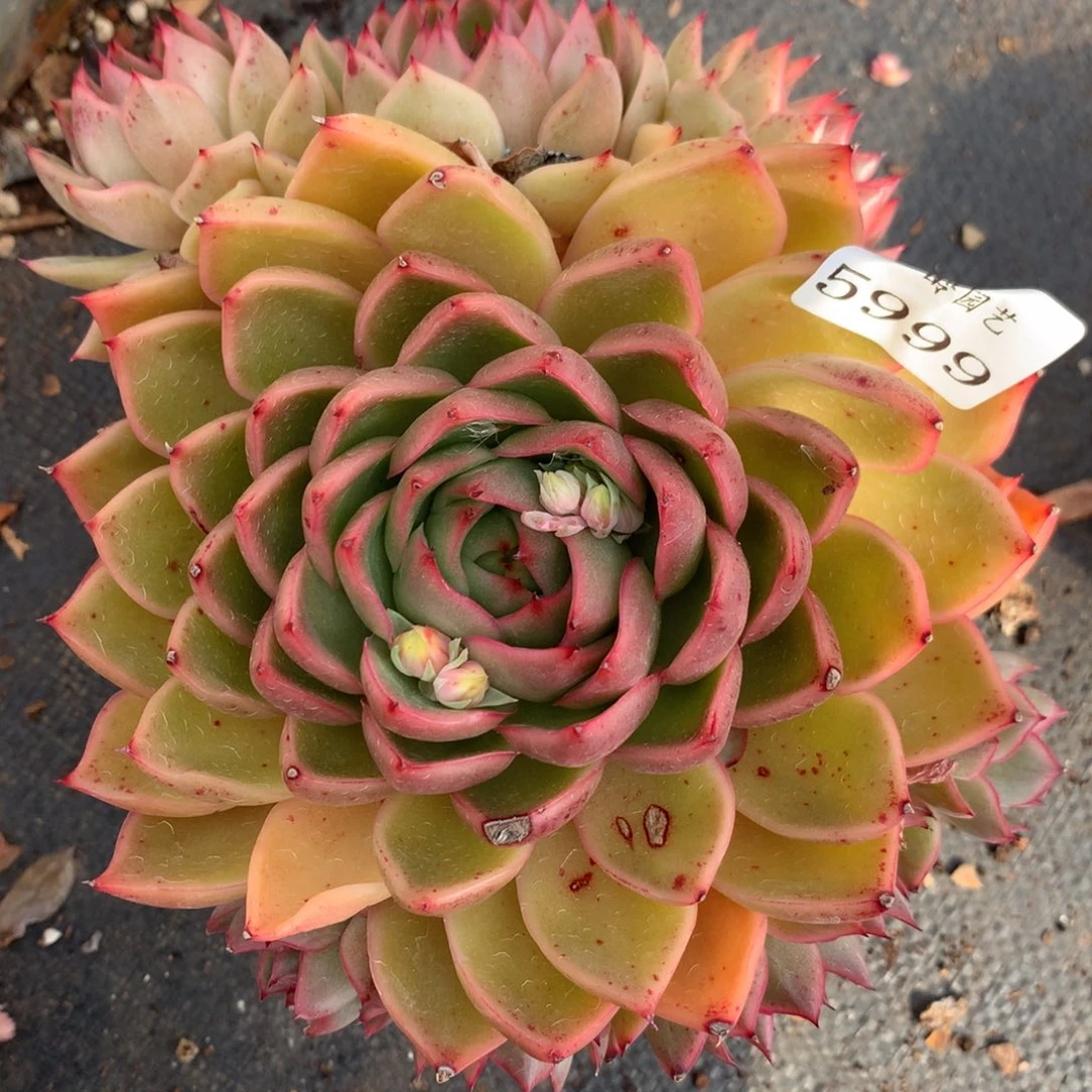 5999杂交多肉老桩