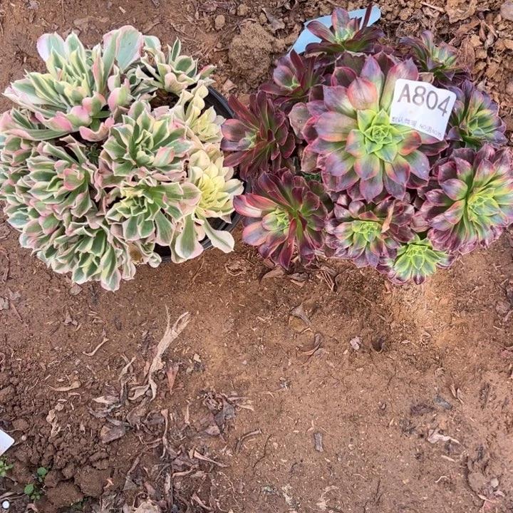 组合2颗多肉植物804.