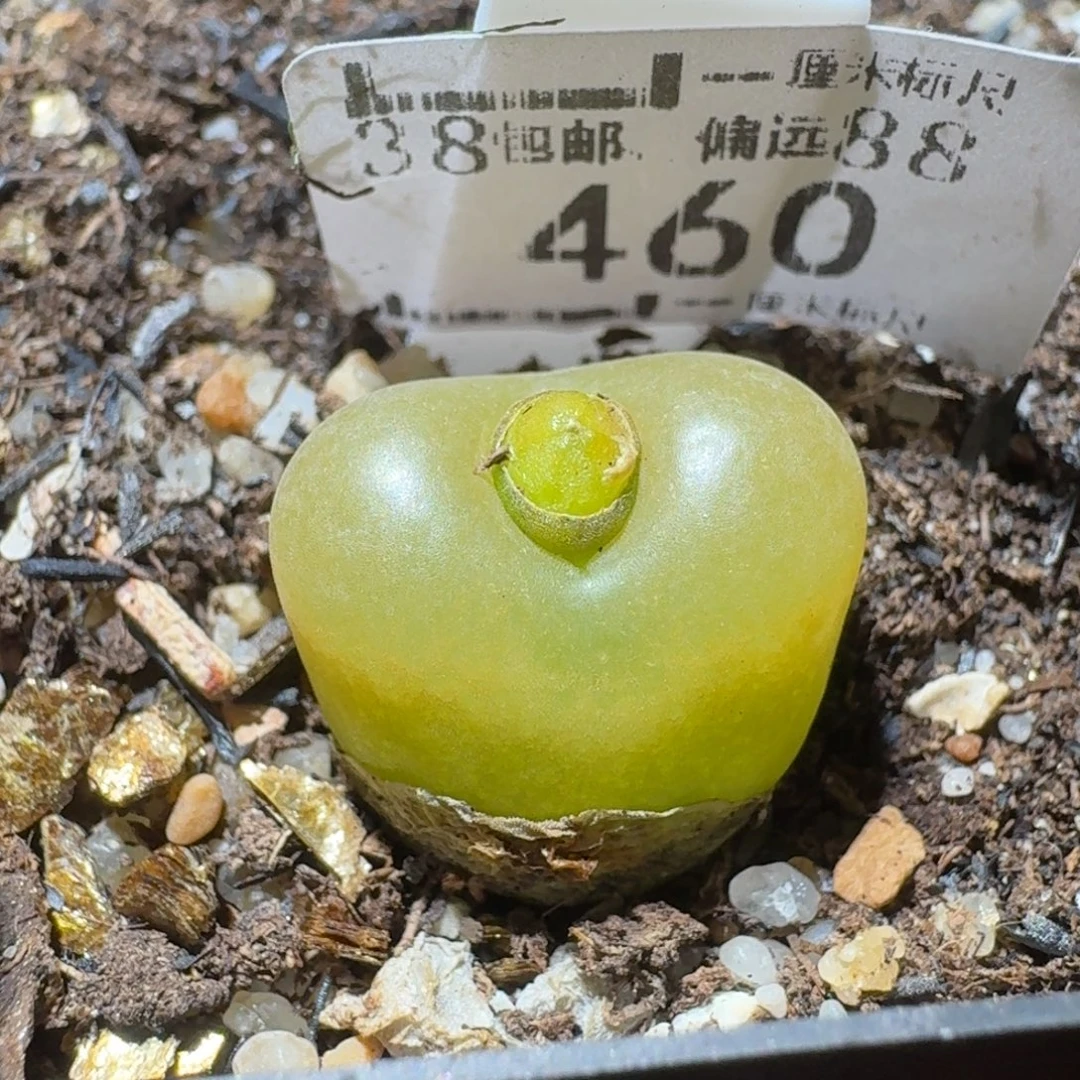 Sss精品清货价460