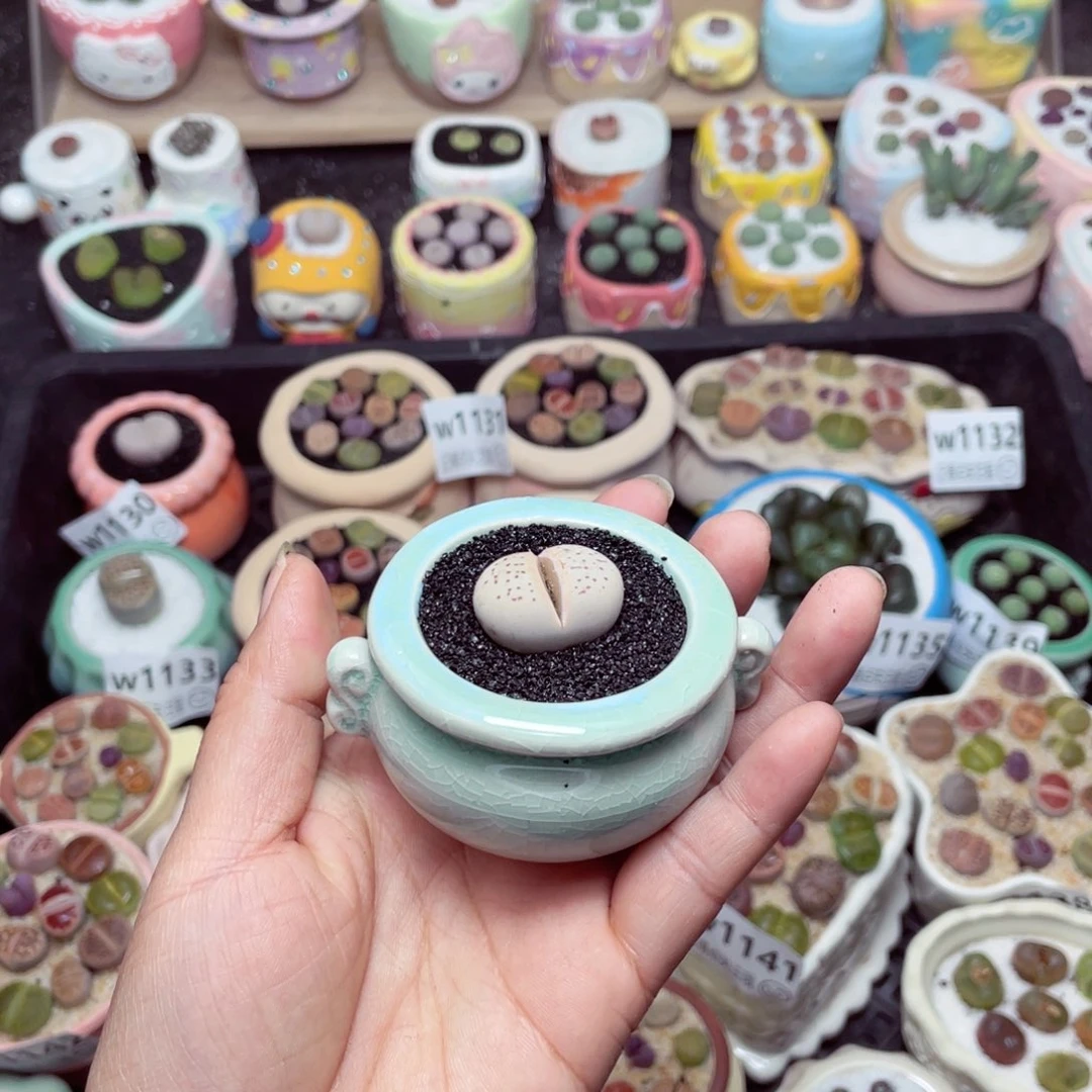 w1154 -零下地区拍保温箱-15支持寄养