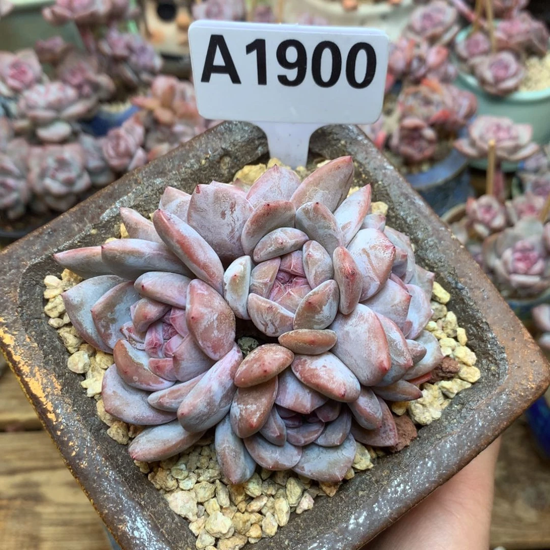 A1900 捧花星影 开播福利