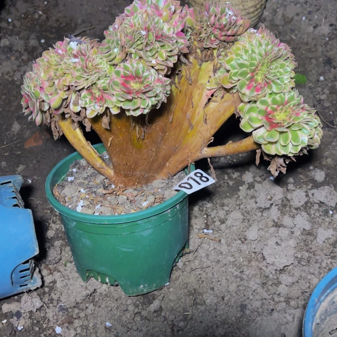 倾城法师16////8包邮