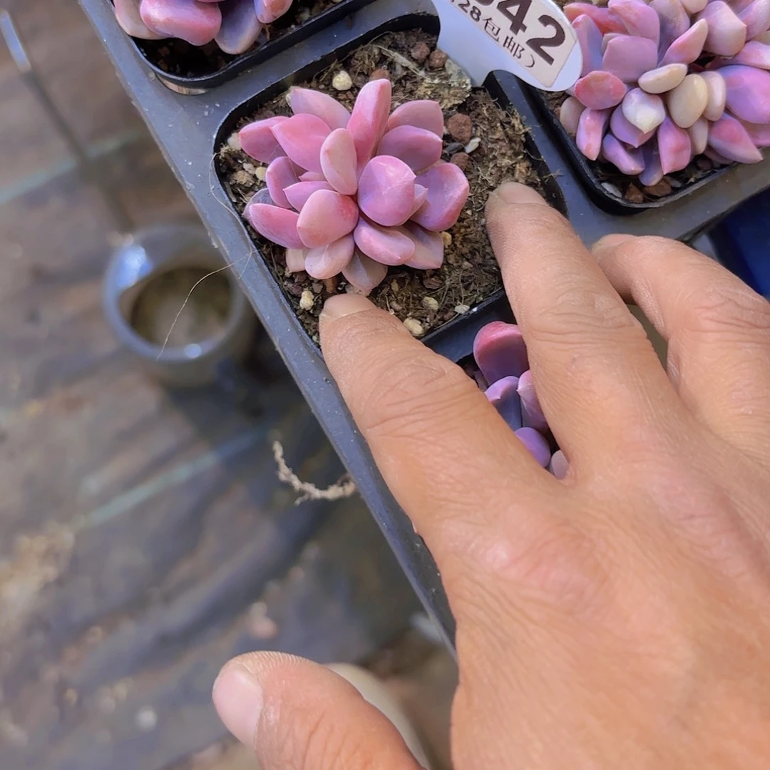 D942丘比特一物一拍