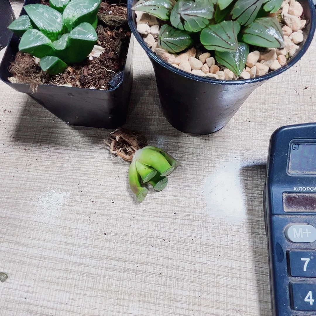 三颗肉肉多肉植物6666