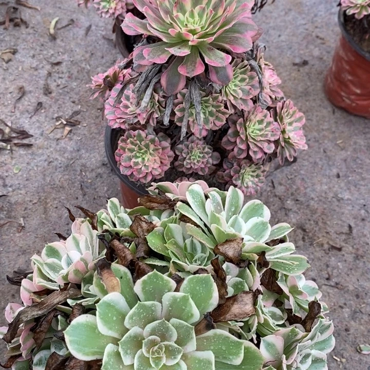 1633 两颗法师多肉