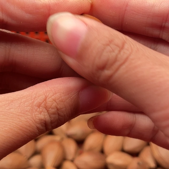 J***K橄榄核手串/手链橄榄