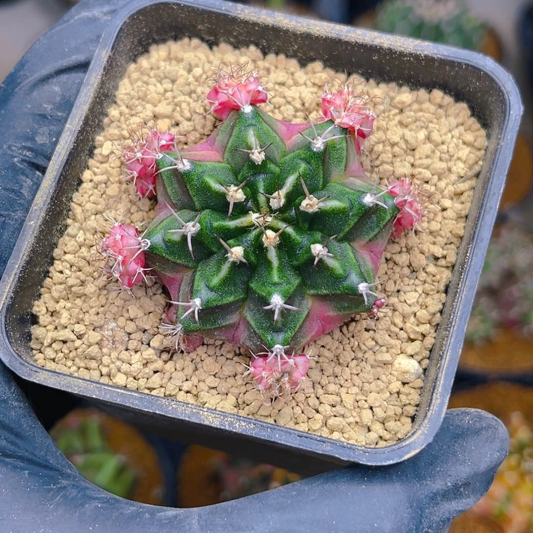 九*米哈 自根 泡泡糖 福利专拍