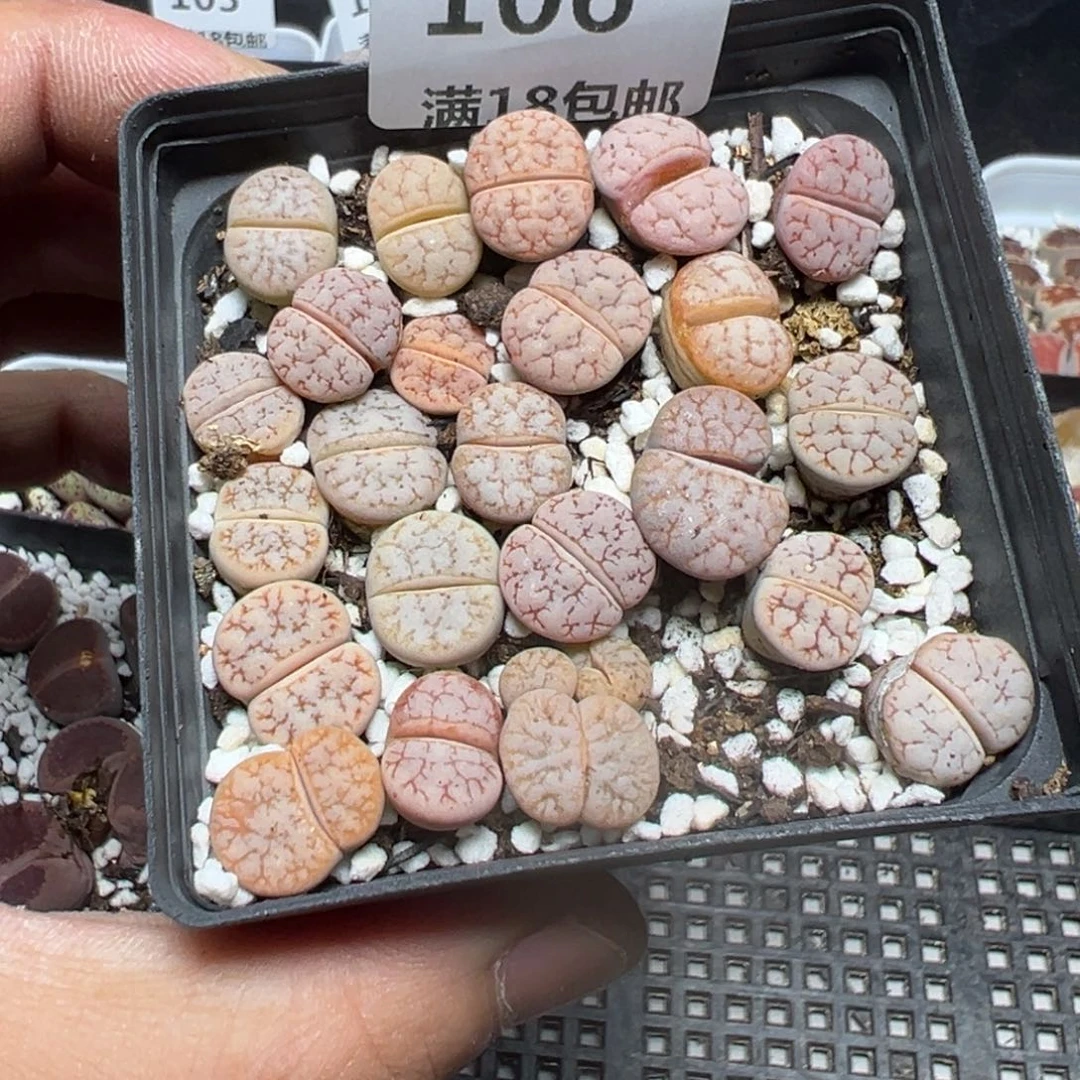 【闪购商品】 106。