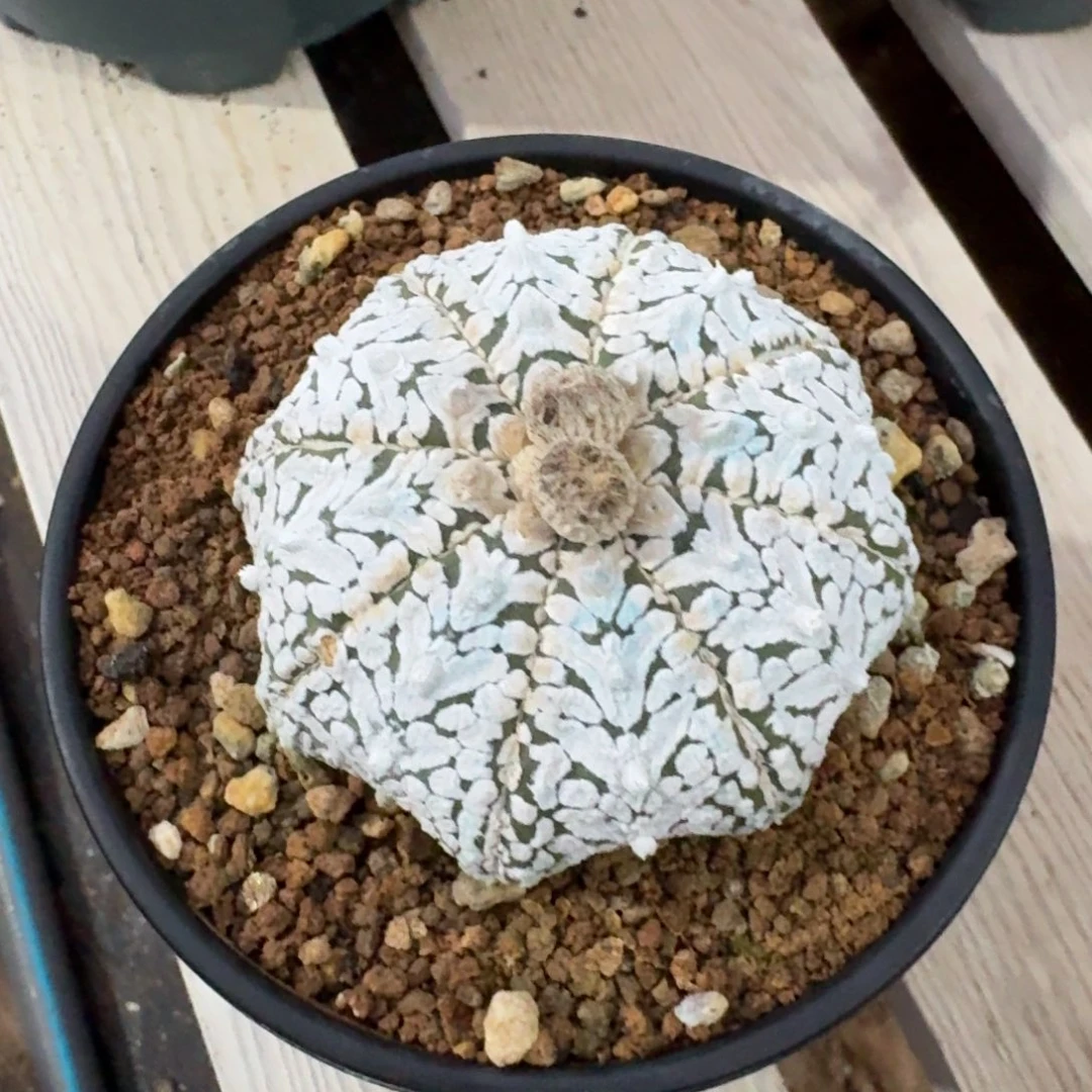 Ｖ兜仙人球实生多肉植物