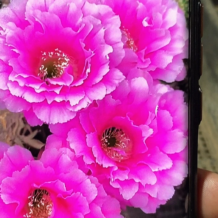 彩 可可可/侧芽歪20包邮/