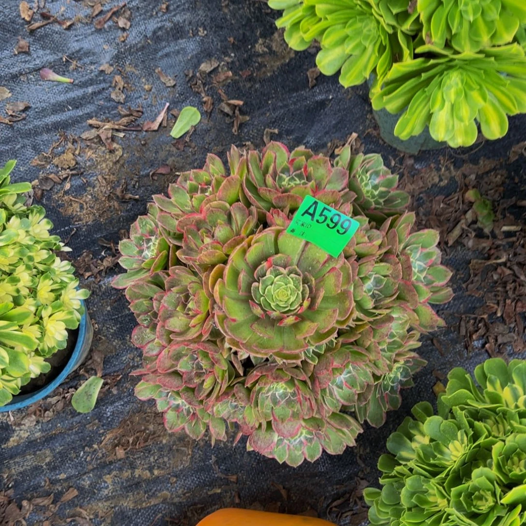 粉花妖法师朵朵1/23