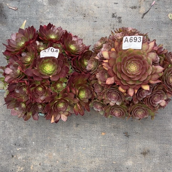 彩*704号693号2棵红魔多肉20厘米左右