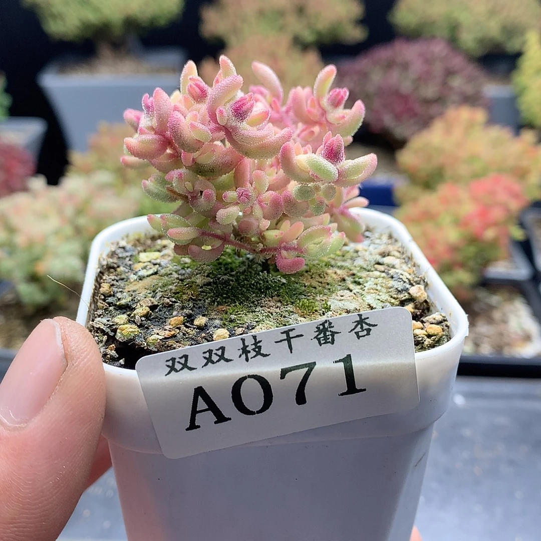 071红宝石锦。
