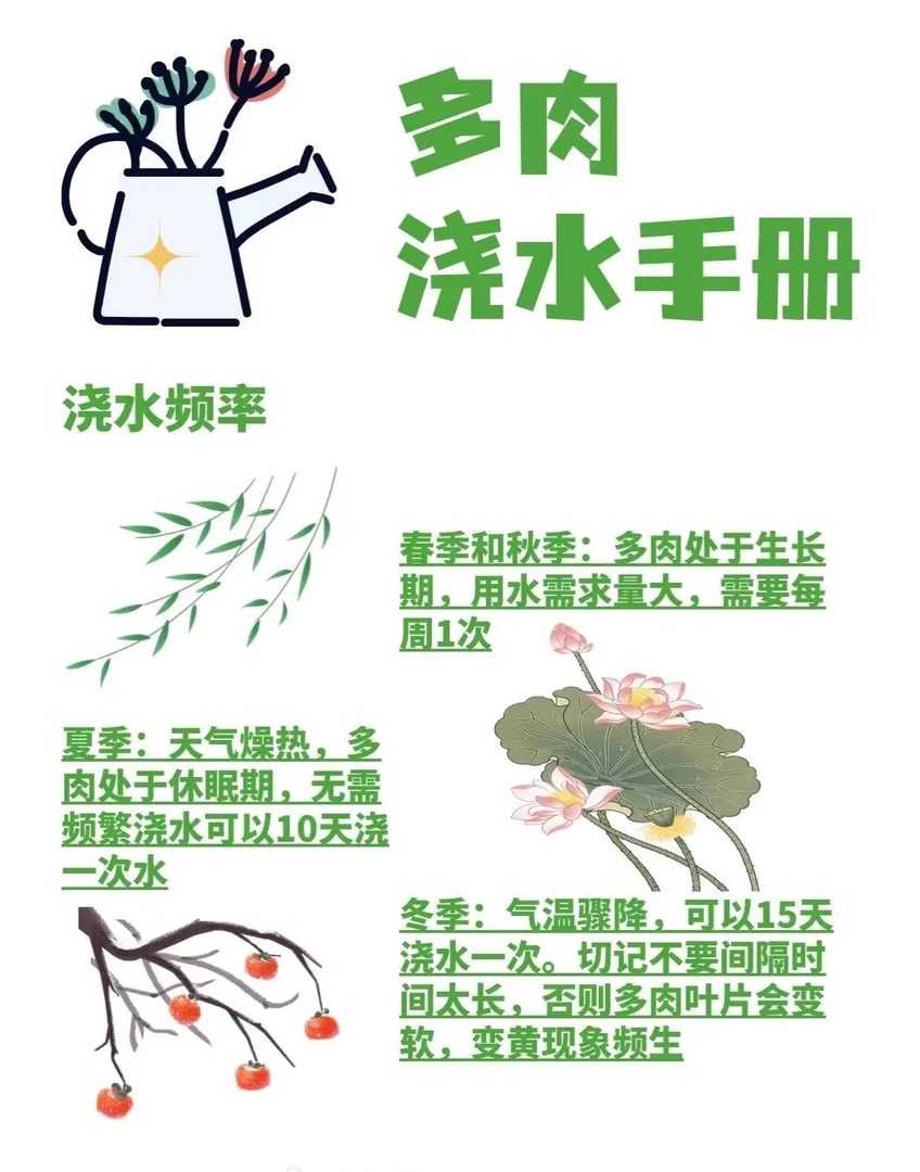 阿青多肉   专用链接