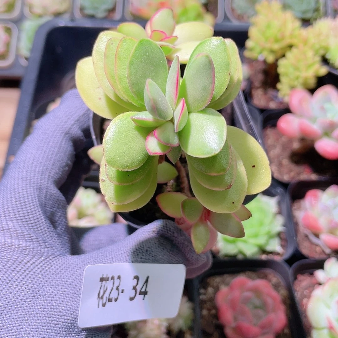 花利美23-34糖果锦
