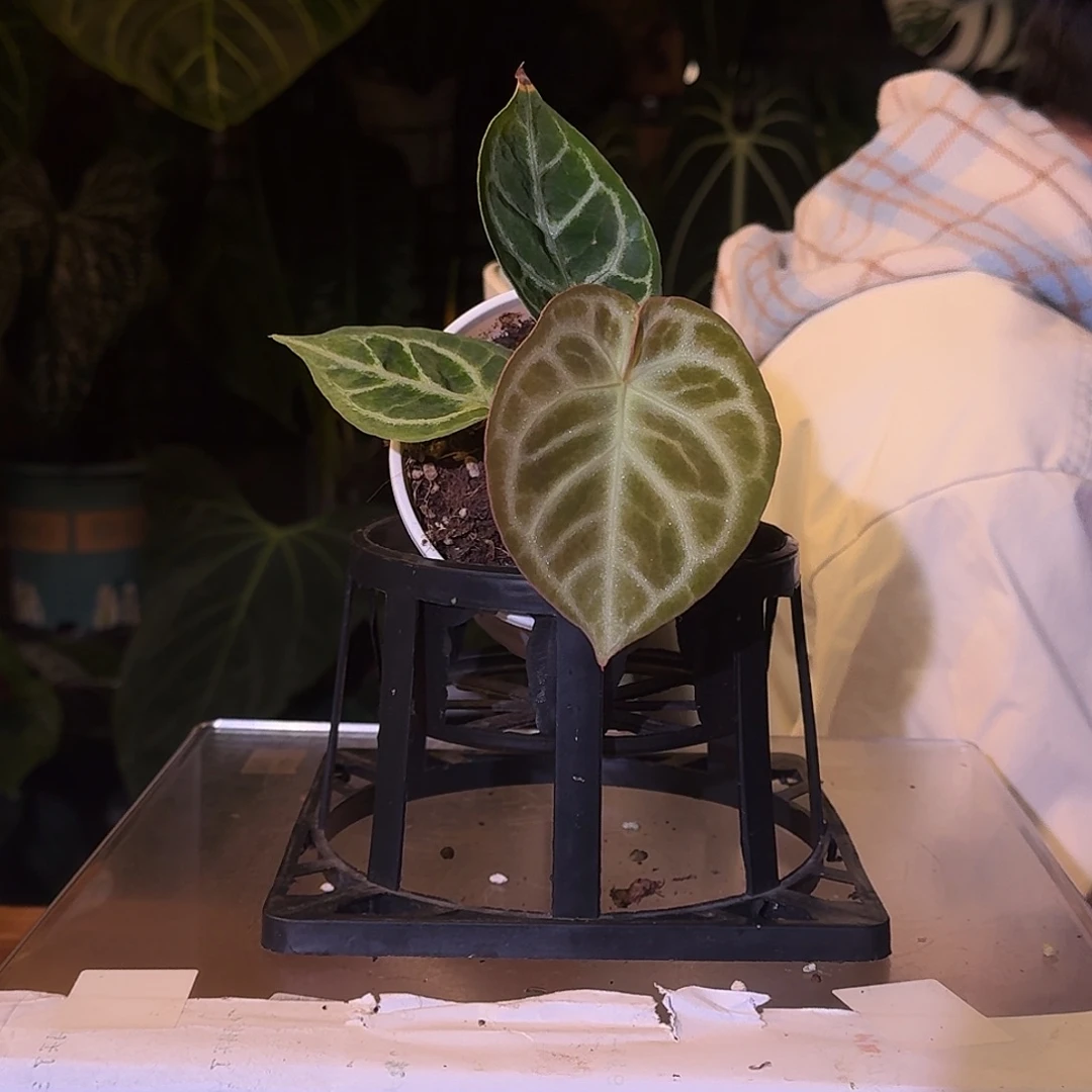 不开花植物W45银色闪光杂铜锣烧