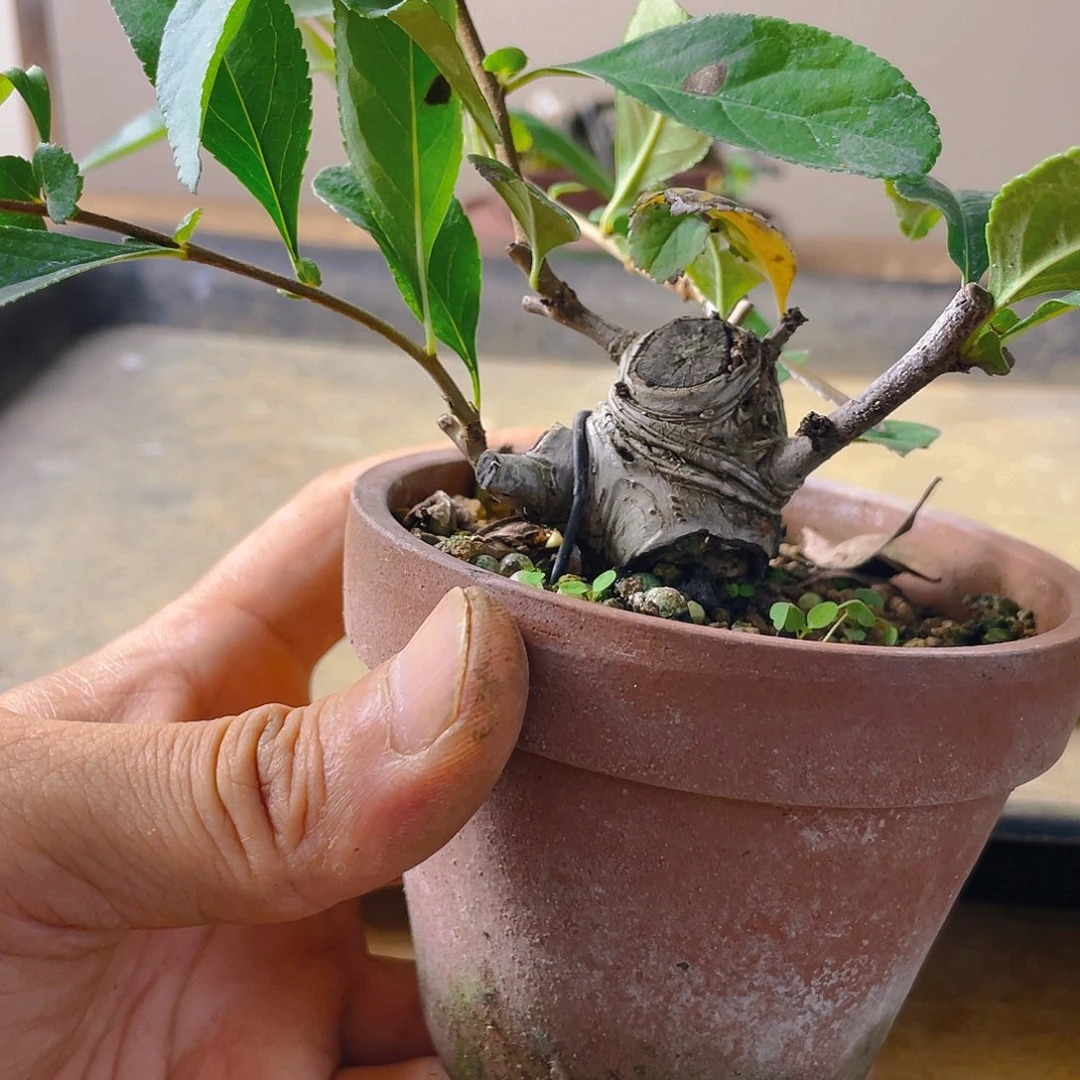 无****无花朵东阳景花开富贵吉祥