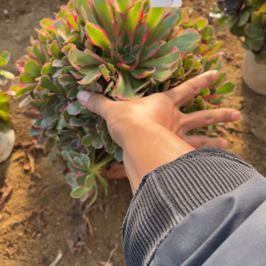 11-3-4绿体浣纱法师锦