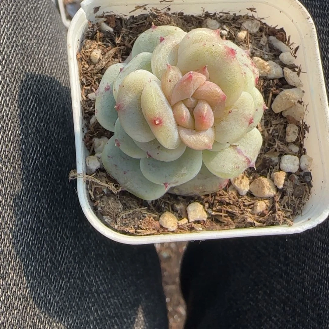 多肉小卡拉米糖心一物一拍