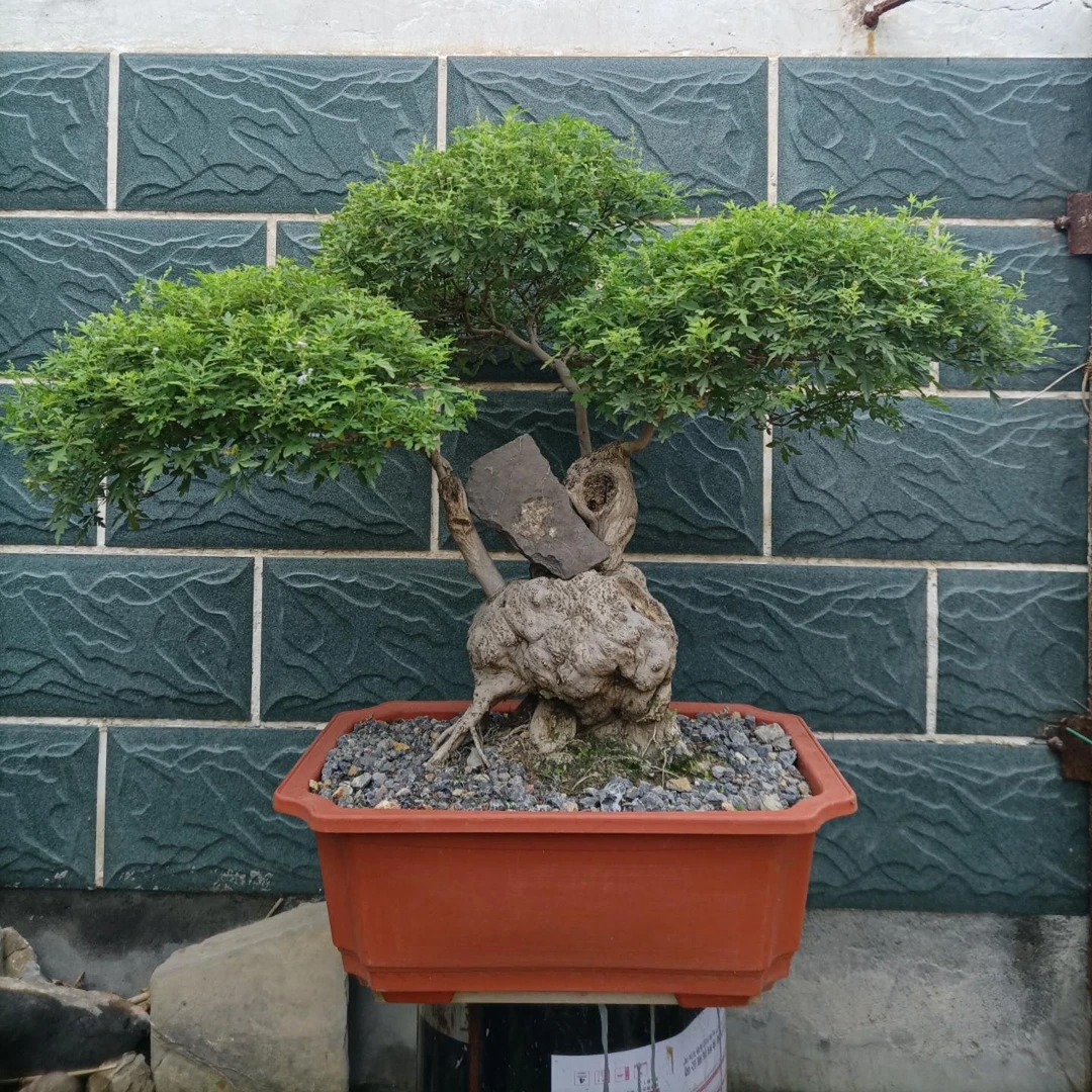 黄荆老桩根艺盆景