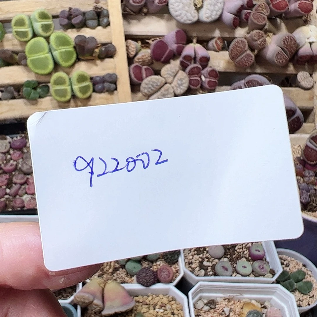 无花朵叁**呀922002/拿铁多肉植物馆
