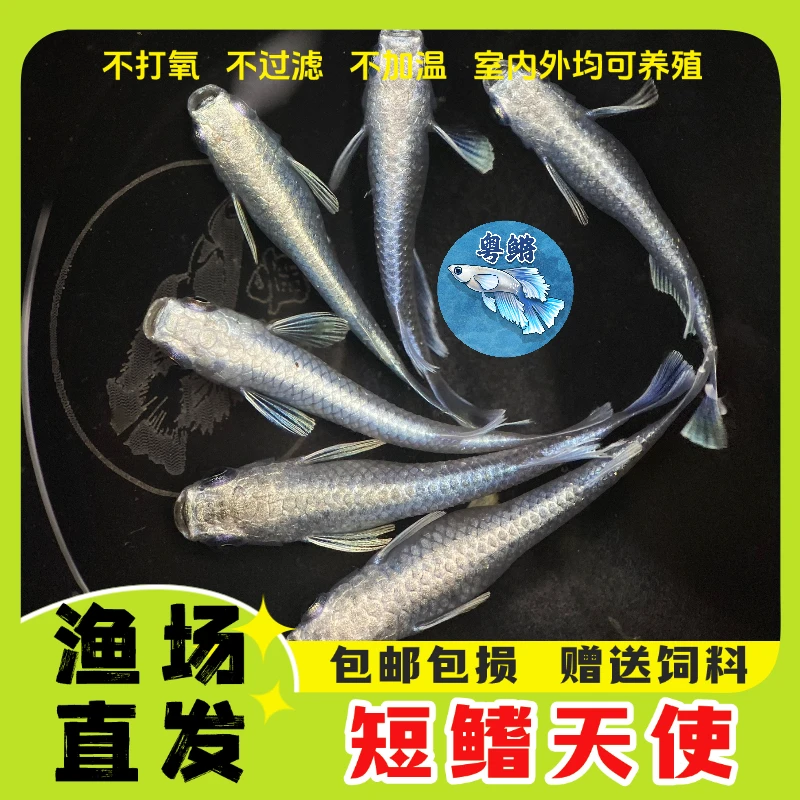 粤鳉短鳍天使干支观背青鳉冷水鱼小型观赏鱼懒人鱼