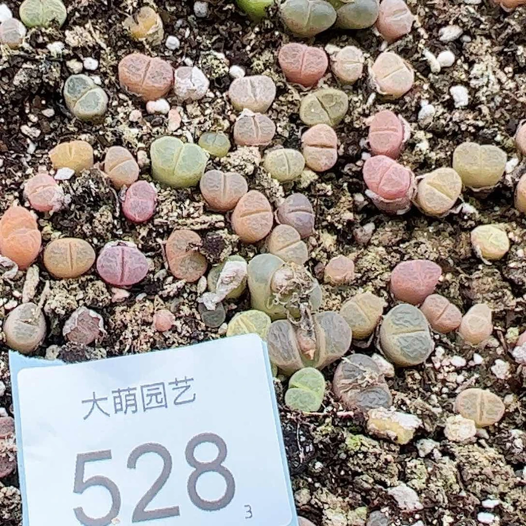 0000528量拍风铃混合8颗