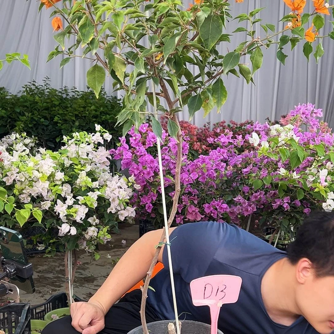 Y***y大部分花苞少量开放D.13橙桑巴