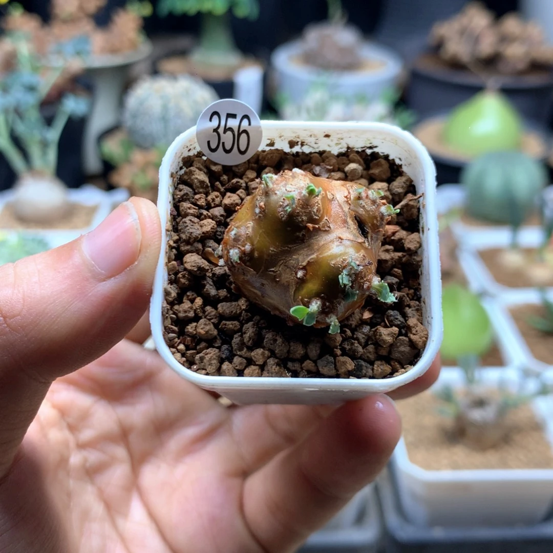 格加厚敦菊母本多肉带盆