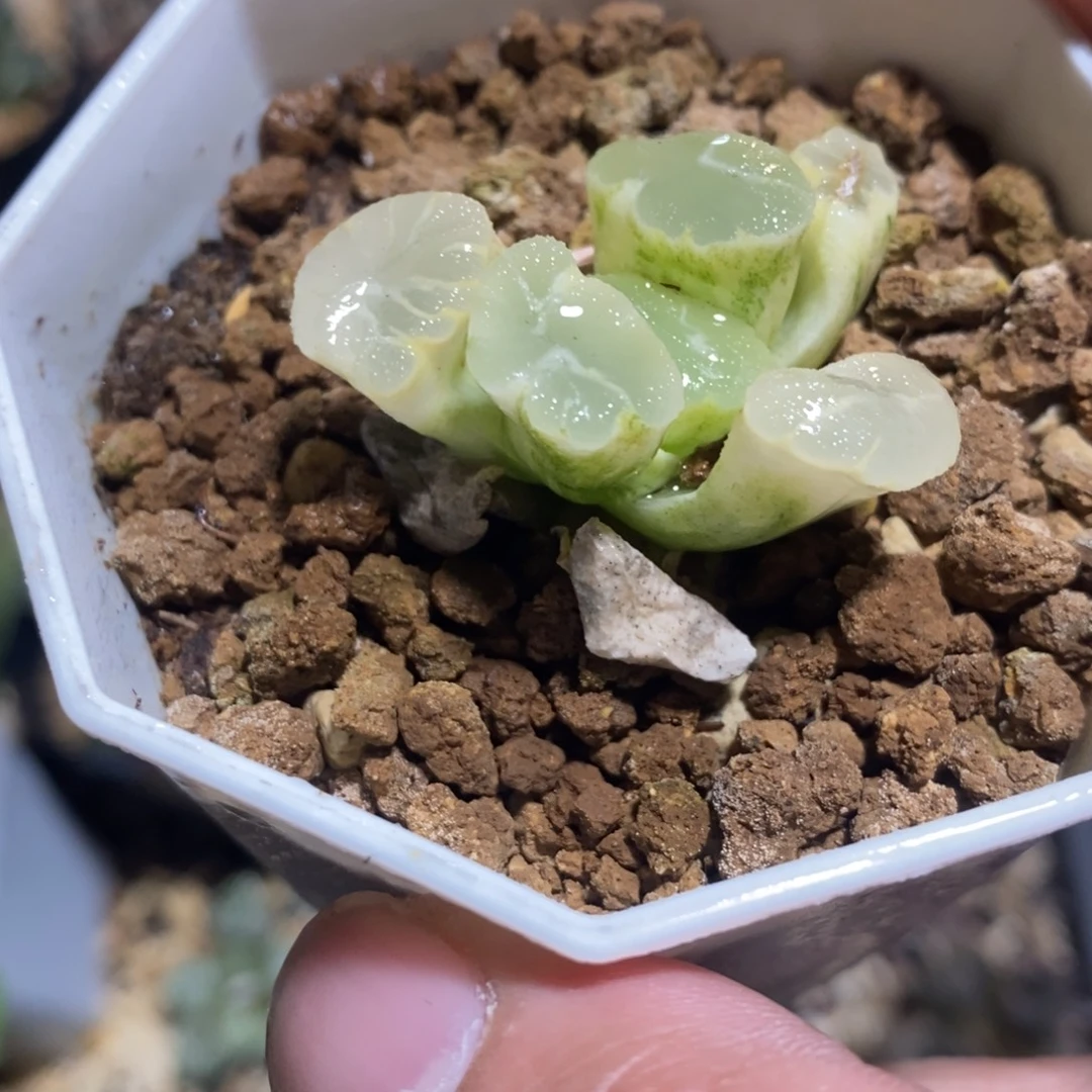 一颗万象锦 开播福利