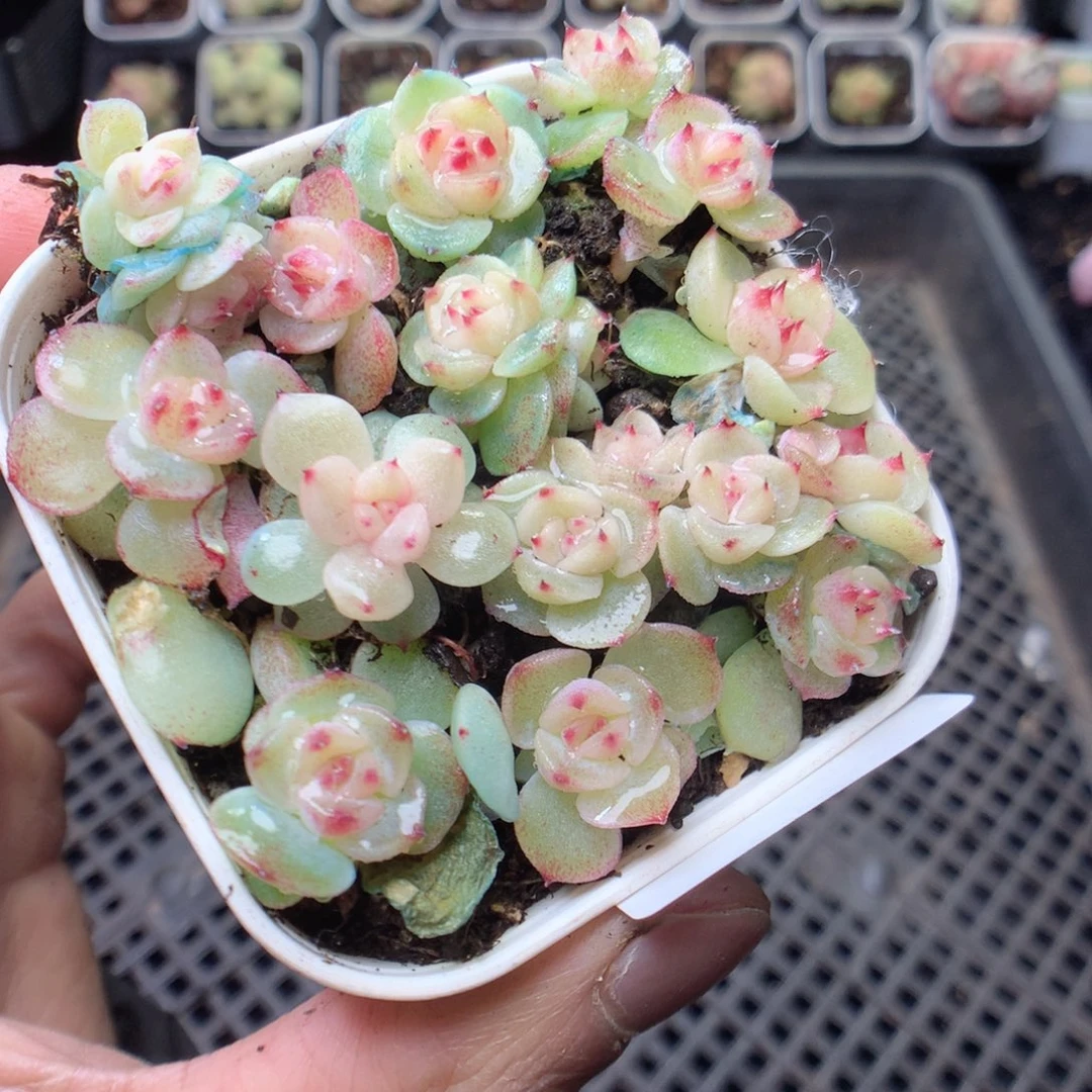 无花朵Q43。绿菩提yyyyy